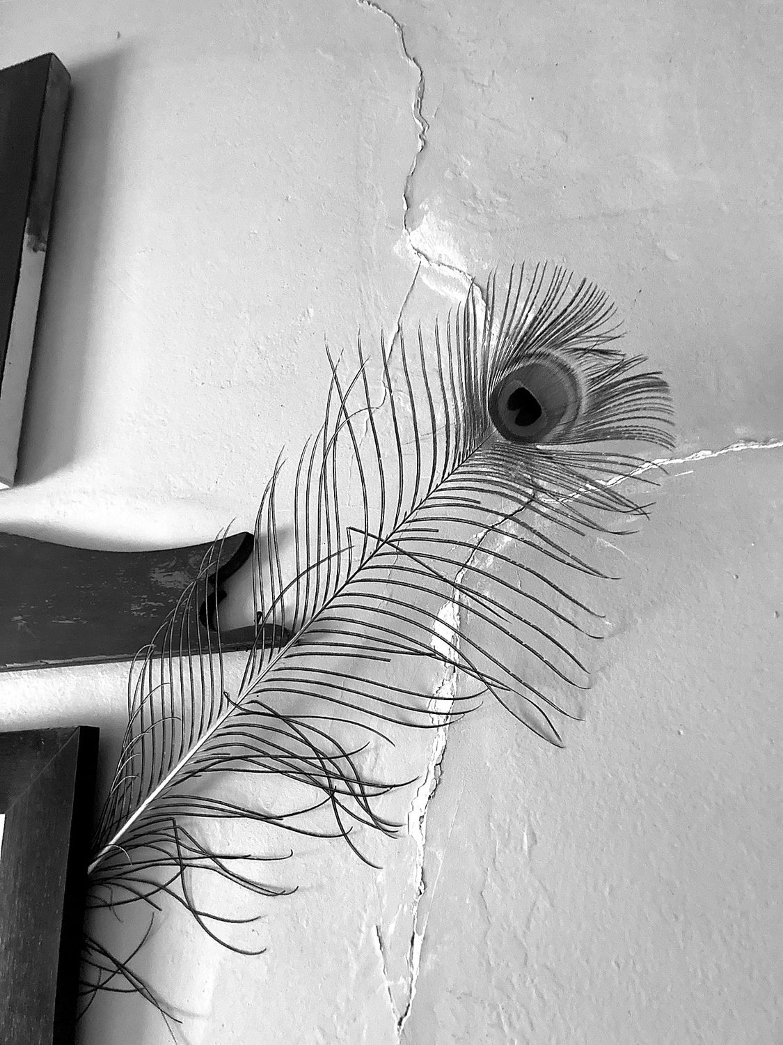 Black-and-white photograph of a peacock feather resting against a cracked plaster wall