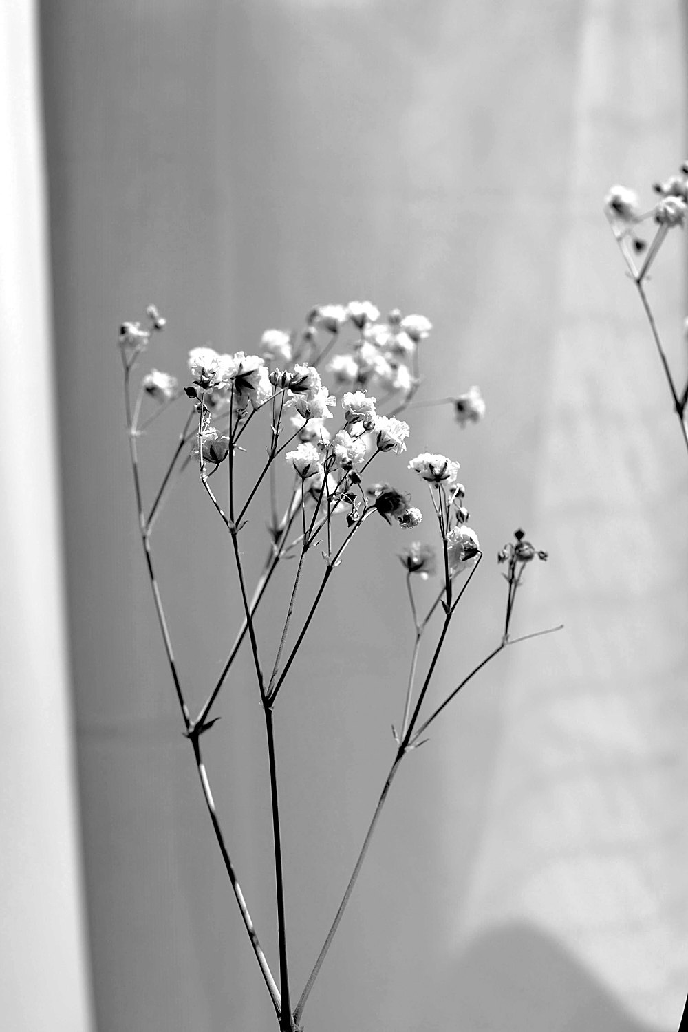 Black-and-white photograph of delicate dried flowers in soft light